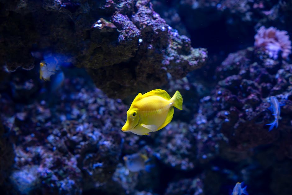 Underwater scene featuring a bright yellow tang fish swimming amidst a coral reef with various purple, pink, and brown corals and rocks. The image showcases the vibrant colors and natural beauty of marine life, with soft lighting highlighting the fish's smooth, shiny scales and the textured surfaces of the coral. In the background, additional small fish and aquatic plants are visible, creating a lively and detailed underwater environment. This detailed depiction emphasizes the cleanliness and preservation of marine ecosystems, aligning with themes of deep cleaning and surface sanitation in aquaculture or aquatic habitat maintenance, as promoted by Cleaners Kingston upon Thames.